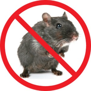 Stop Mice Infestations commercial pest control
