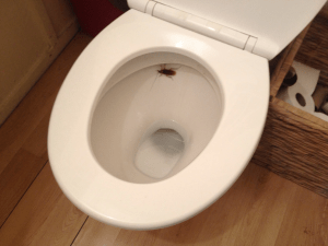 Cockroach in the Toilet Pest Control North Brisbane