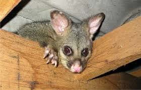 a possum in the roof Pest Control North Brisbane