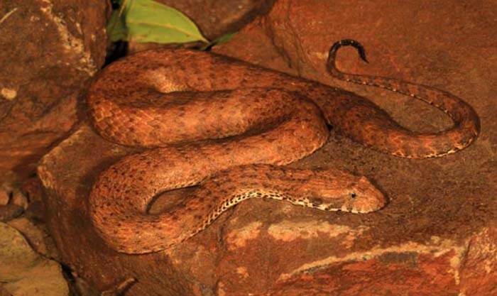 New Species of Australian Snake Discovered – The Kimberley Death Adder