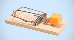 a mouse trap with cheese Pest Control North Brisbane