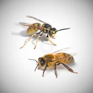 Australian bees and wasps Australia's most common pests
