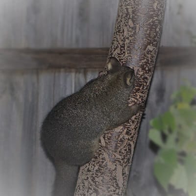 Stop Possum From Climbing Pest Control North Brisbane