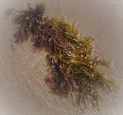 Seaweed to Deter Possum Pest Control North Brisbane