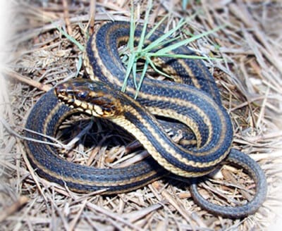 Snake Outdoor Encounter Pest Control North Brisbane