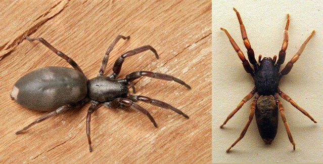 White-Tailed Spiders Pest Control North Brisbane