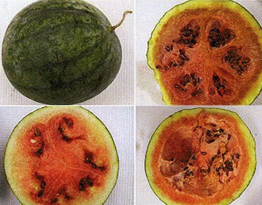 CGMMV-affected Watermelon
