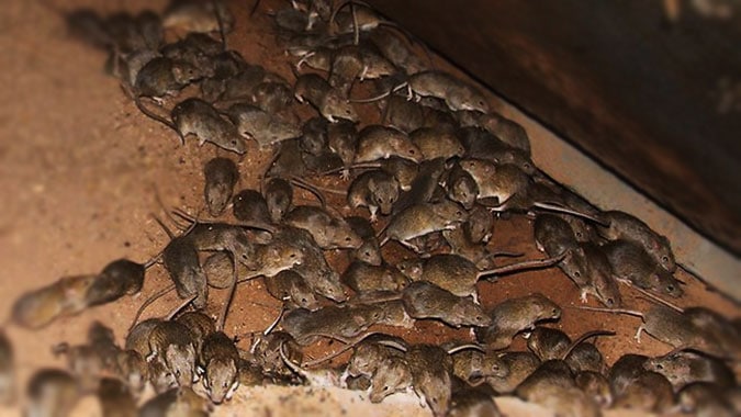 Mice Plague Pest Control North Brisbane