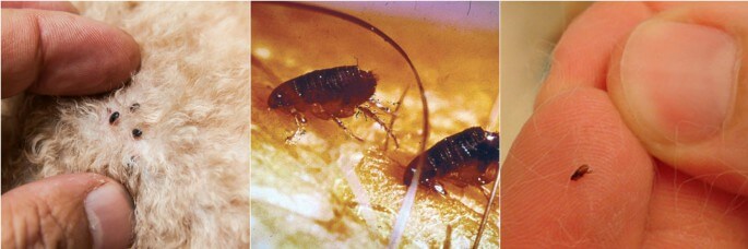 Flea Facts Pest Control North Brisbane
