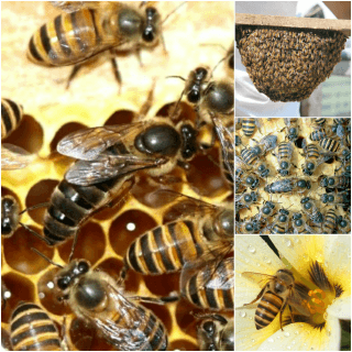 Asian Honeybees Pest Control North Brisbane