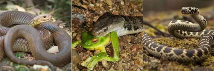 5 Effective Ways to Keep Snakes Away