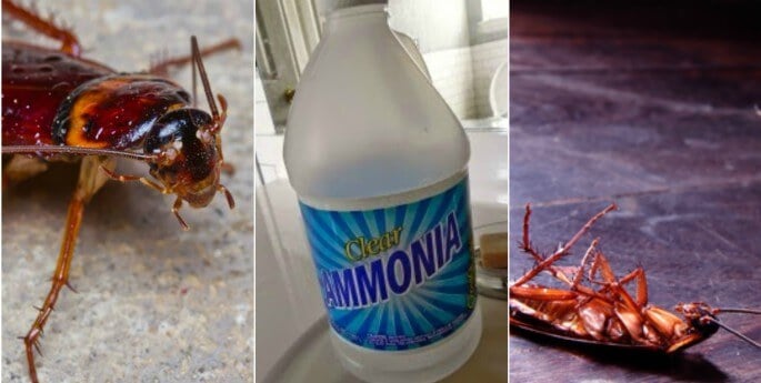 Ammonia Solution Against Roaches Pest Control North Brisbane