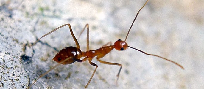 Yellow Crazy Ant Pest Control North Brisbane
