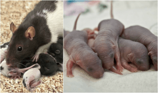 Rats Reproducing Pest Control North Brisbane