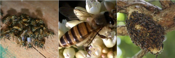 Asian Honey Bees Pest Control North Brisbane