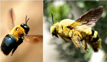 Yellow And Black Carpenter Bees Pest Control North Brisbane