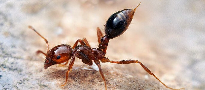 Red Imported Fire Ant Pest Control North Brisbane