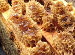 Australia's Honey Industry Pest Control North Brisbane