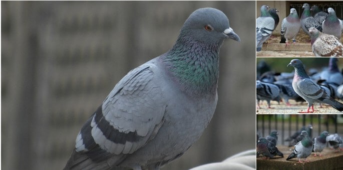 Smart Tips To Control Pigeons