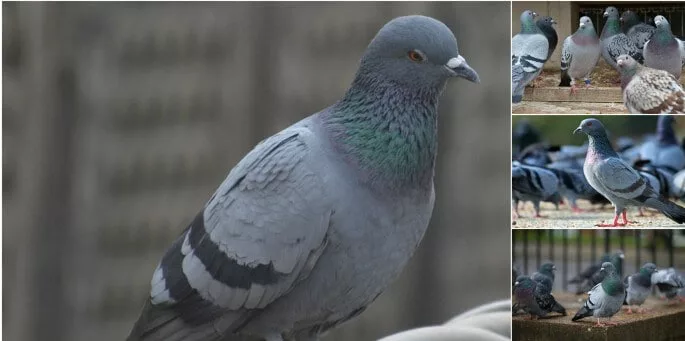 Tips For Trapping and Deterring Pesky Pigeons