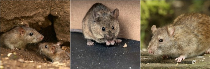 Rats and Mice Pest Control North Brisbane
