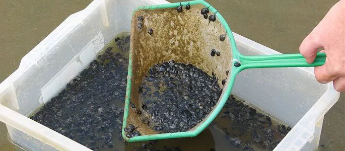 Toad Poison Used As Bait Trap - Pest Control North Brisbane