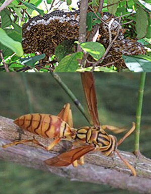 Swarm of Wasps Pest Control North Brisbane