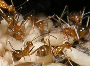 Australian Yellow Crazy Ants Pest Control North Brisbane