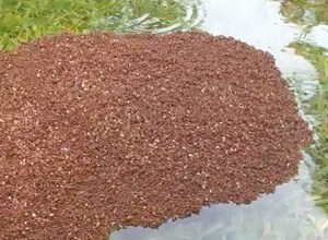 Floating Fire Ants Pest Control North Brisbane