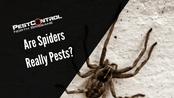 Are Spiders Pests?