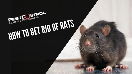 Best Steps to Do ASAP to Get Rid of Basement Rats