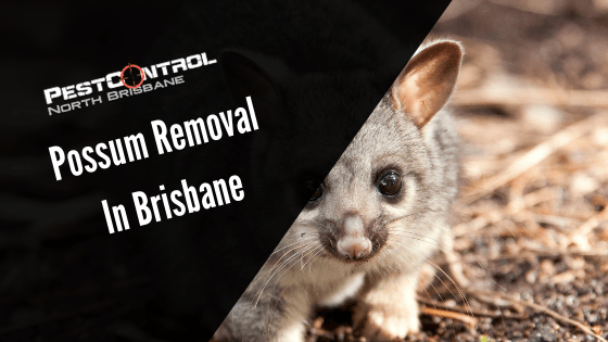 Possum Removal In Brisbane