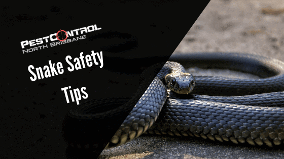 Snake Safety Tips For Summer