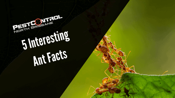 5 Interesting Ant Facts