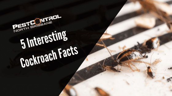 5 Interesting Cockroach Facts