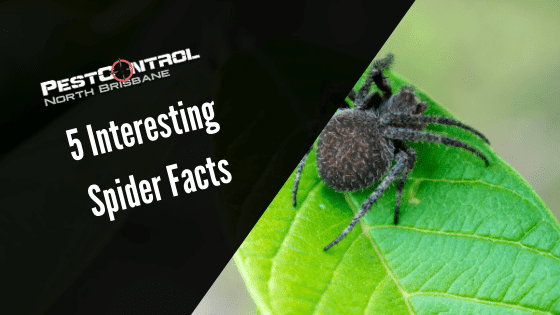 5 Interesting Spider Facts