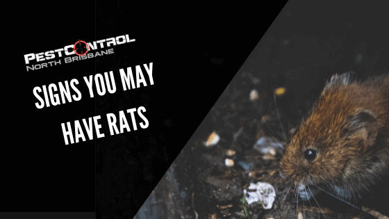Signs You May Have Rats