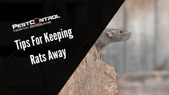 Keep Rats Away
