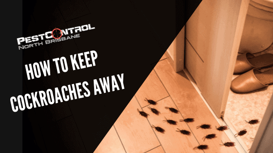 How To Keep Cockroaches Away From Your Home