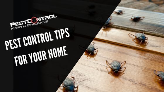 Pest Control Tips For Your Home