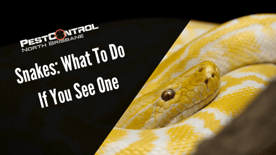 Snakes: What To Do If You See One