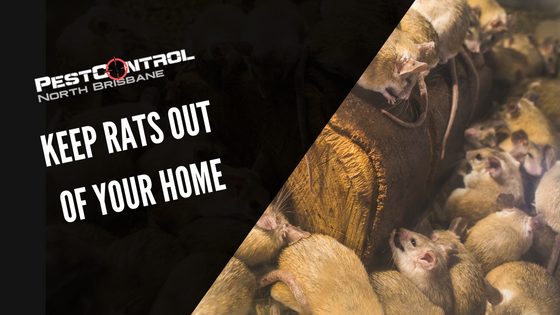 Keep Rats Out Of Your Home