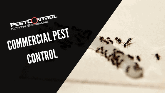 Why Choose Us For Commercial Pest Control