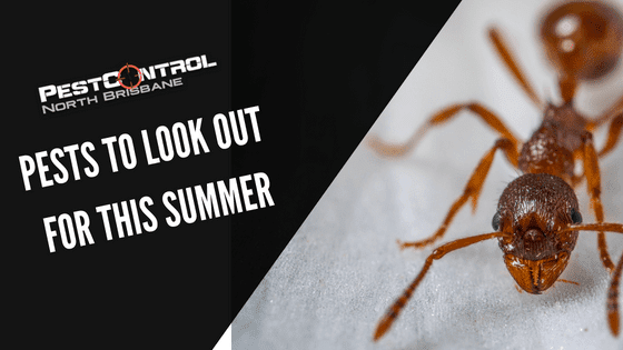 Pests To Look Out For This Summer