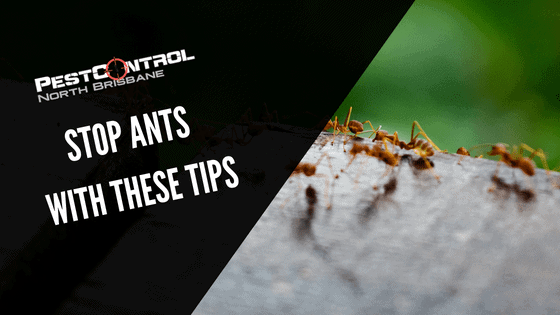 Stop Ants With These Tips