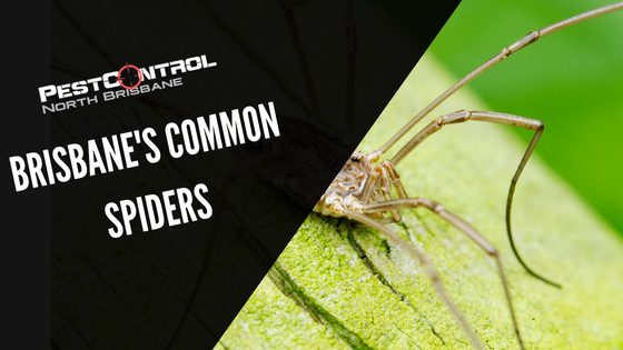 Brisbane’s Common Spiders
