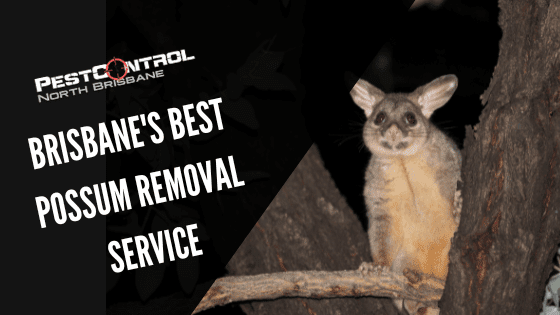 Brisbane’s Best Possum Removal Service