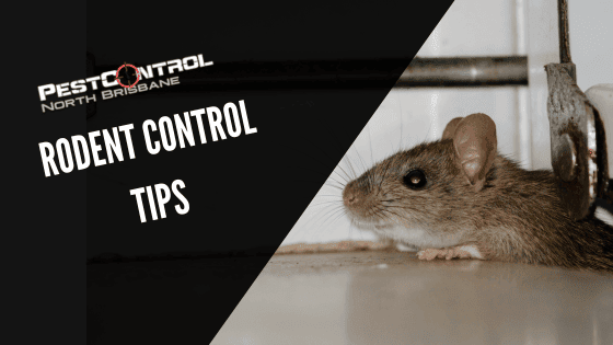 Rodent Control Tips