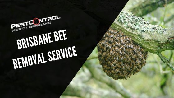 Brisbane Bee Removal Service