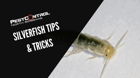 Tips and Tricks For Silverfish